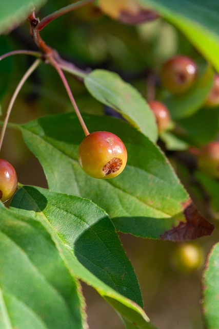 婚后甜蜜安 婚后甜蜜安